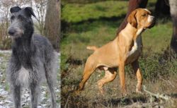 Scottish Deerhound vs Portuguese Pointer - Breed Comparison
