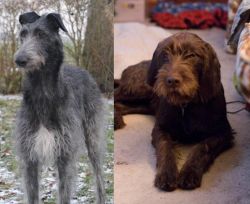 Scottish Deerhound vs Pudelpointer - Breed Comparison
