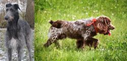 Scottish Deerhound vs Russian Spaniel - Breed Comparison