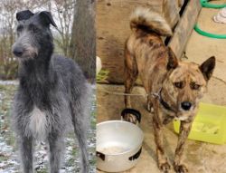 Scottish Deerhound vs Ryukyu Inu - Breed Comparison