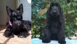 Scottish Terrier vs American Cocker Spaniel - Breed Comparison