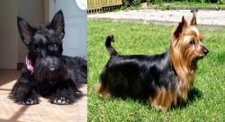 Scottish Terrier vs Australian Silky Terrier - Breed Comparison