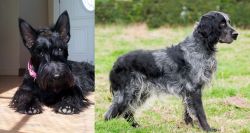 Scottish Terrier vs Blue Picardy Spaniel - Breed Comparison