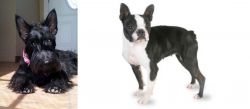 Scottish Terrier vs Boston Terrier - Breed Comparison