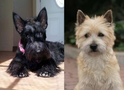 Scottish Terrier vs Cairn Terrier - Breed Comparison