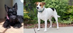 Scottish Terrier vs Danish Swedish Farmdog - Breed Comparison