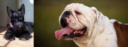 Scottish Terrier vs English Bulldog - Breed Comparison