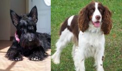 Scottish Terrier vs English Springer Spaniel - Breed Comparison