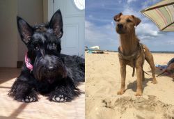 Scottish Terrier vs Fell Terrier - Breed Comparison
