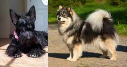 Scottish Terrier vs Finnish Lapphund - Breed Comparison