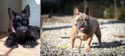 Scottish Terrier vs French Bulldog - Breed Comparison