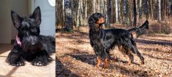 Scottish Terrier vs Gordon Setter - Breed Comparison