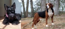 Scottish Terrier vs Hamiltonstovare - Breed Comparison