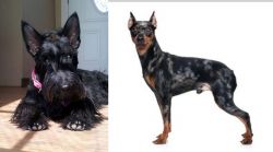 Scottish Terrier vs Harlequin Pinscher - Breed Comparison