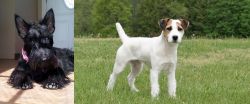 Scottish Terrier vs Jack Russell Terrier - Breed Comparison