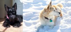 Scottish Terrier vs Labrador Husky - Breed Comparison