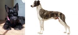 Scottish Terrier vs Magyar Agar - Breed Comparison