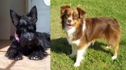 Scottish Terrier vs Miniature Australian Shepherd - Breed Comparison