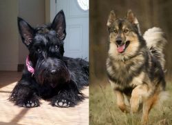 Scottish Terrier vs Native American Indian Dog - Breed Comparison