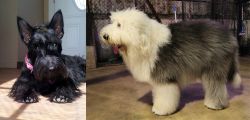 Scottish Terrier vs Old English Sheepdog - Breed Comparison