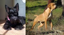 Scottish Terrier vs Portuguese Pointer - Breed Comparison
