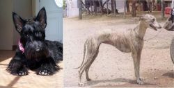 Scottish Terrier vs Rampur Greyhound - Breed Comparison