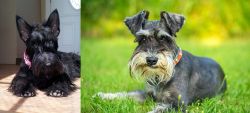 Scottish Terrier vs Schnauzer - Breed Comparison