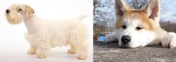 Sealyham Terrier vs Akita - Breed Comparison