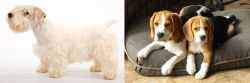 Sealyham Terrier vs Beagle - Breed Comparison