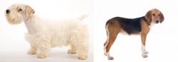 Sealyham Terrier vs Beagle-Harrier - Breed Comparison