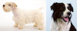 Sealyham Terrier vs Border Collie - Breed Comparison
