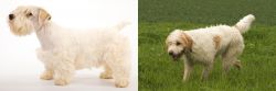 Sealyham Terrier vs Briquet Griffon Vendeen - Breed Comparison