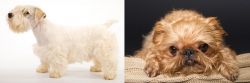 Sealyham Terrier vs Brug - Breed Comparison