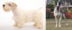 Sealyham Terrier vs Bully Kutta - Breed Comparison