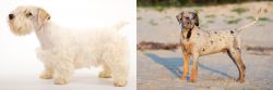 Sealyham Terrier vs Catahoula Cur - Breed Comparison
