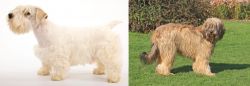 Sealyham Terrier vs Catalan Sheepdog - Breed Comparison