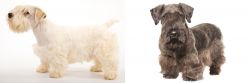 Sealyham Terrier vs Cesky Terrier - Breed Comparison