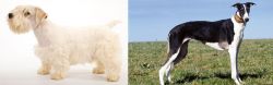 Sealyham Terrier vs Chart Polski - Breed Comparison