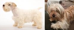 Sealyham Terrier vs Cyprus Poodle - Breed Comparison