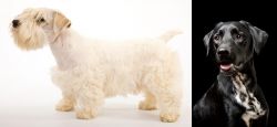Sealyham Terrier vs Dalmador - Breed Comparison
