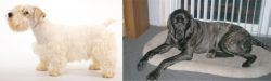 Sealyham Terrier vs Giant Maso Mastiff - Breed Comparison
