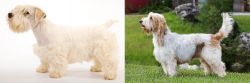 Sealyham Terrier vs Grand Griffon Vendeen - Breed Comparison