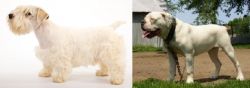 Sealyham Terrier vs Hermes Bulldogge - Breed Comparison