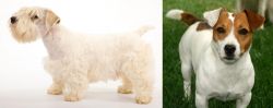 Sealyham Terrier vs Irish Jack Russell - Breed Comparison