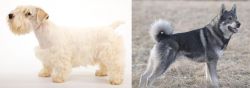 Sealyham Terrier vs Jamthund - Breed Comparison