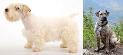 Sealyham Terrier vs Perro Cimarron - Breed Comparison