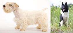 Sealyham Terrier vs Russo-European Laika - Breed Comparison