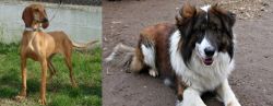 Segugio Italiano vs Aidi - Breed Comparison