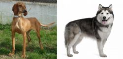 Segugio Italiano vs Alaskan Malamute - Breed Comparison