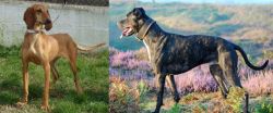 Segugio Italiano vs Alaunt - Breed Comparison